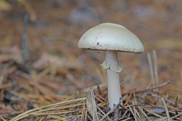Blue hat of oyster mushrooms growing on green moss close up. selective focus