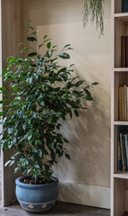 Interior design of coffee shop or cafe with plant decoration. Green leaf tree and bookcase in cafe corner. Modern interior.