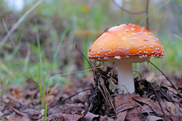 Blue hat of oyster mushrooms growing on green moss close up. selective focus