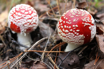 Amanita muscaria, commonly known as the fly agaric or fly amanita. Toxic and hallucinogen mushroom Fly Agaric. selective focus