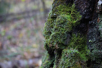 Moss on rain forest tree. Closeup. Background. selective focus