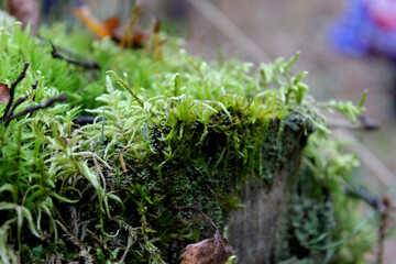 Beautiful green moss on the floor, moss closeup, macro. Beautiful background of moss for wallpaper. selective focus