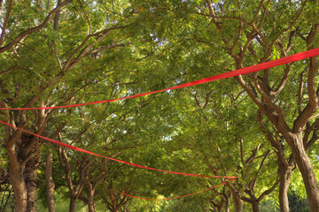 red forbidding ribbons in green park