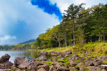Japan Nagano Yatsugatake forest and moss and rain pesticides