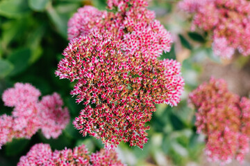 Ornamental decorative garden plants on dark green background. Fathen (Sedum). Wallpaper or Background.