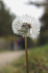 dandelion flower with ball seeds close up on nature background