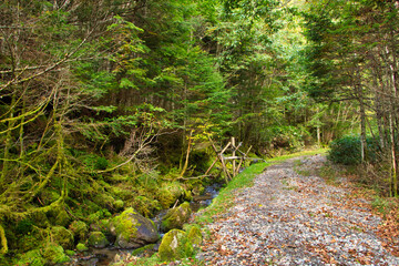 Forest and forest road of Japan Nagano Yatsugatake