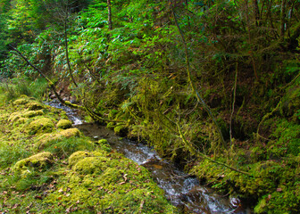 Japan Nagano Yatsugatake forest and moss