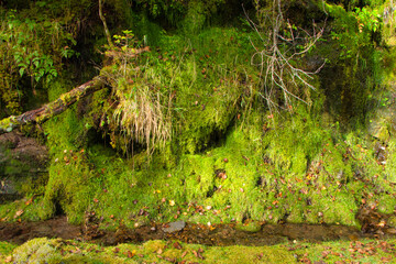 Japan Nagano Yatsugatake forest and moss