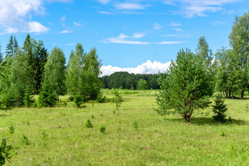 Beautiful natural landscape. Green forest on a background of blue sky and white clouds. A clear sunny summer day at the edge of the forest.