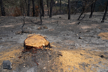 The Stump of a Cut Off Tree after a Wildfire