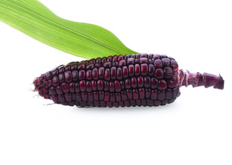 fresh purple corn isolated on a white background