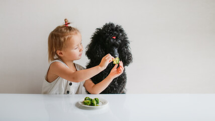 Cute kid girl with dog eating broccoli. The concept of proper healthy nutrition, children and pets. Child and black poodle with vegetables. A child feeds a poodle, an uneducated dog - obrazy, fototapety, plakaty