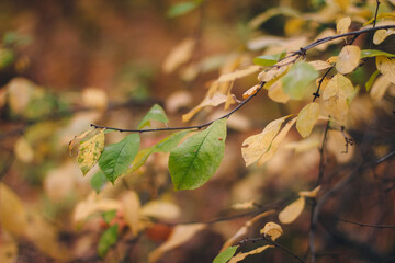 Colorful backround image of autumn leaves perfect for seasonal use pattern