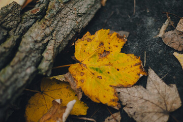 Colorful backround image of fallen autumn maple leaf perfect for seasonal use pattern