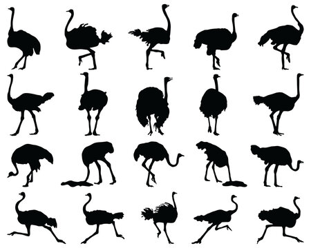 Black silhouettes of ostriches on a white background