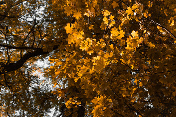 autumn leaves background