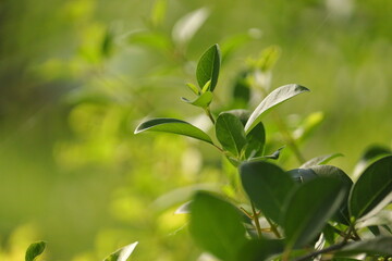 Obraz premium Green leaves on the plant