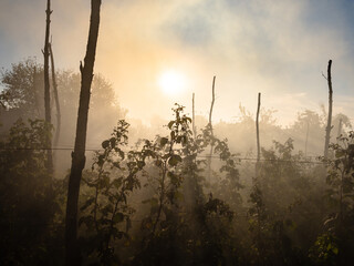 sun rays in smoke over raspberry plantation in garden in autumn