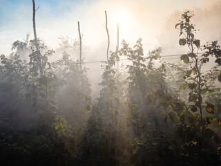 sun lits through smoke on raspberry plantation in garden in autumn