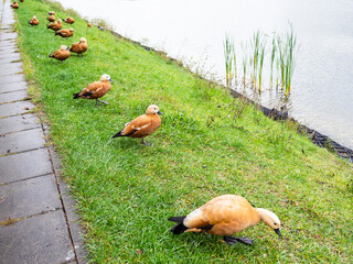 flock of ruddy shelduck on bank of city pond in rainy autumn day - obrazy, fototapety, plakaty