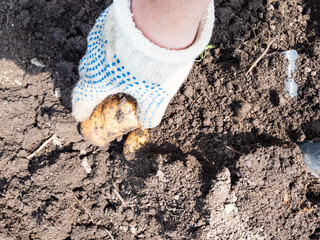 point-of-view shot of hand picks up ripe potatoes dug with shovel closeup in home garden