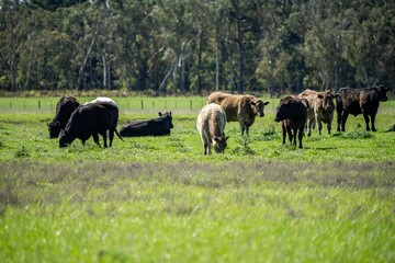 Beef cows and calves grazing on grass in Australia. eating hay and silage. breeds include specked...