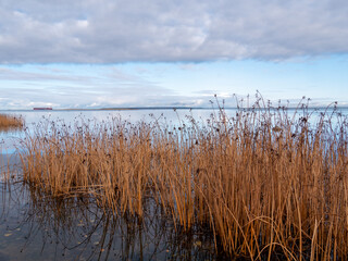 reeds in the water