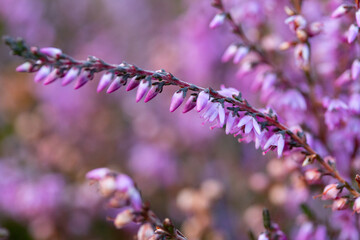 Nahaufnahme von bl&uuml;henden Heideknospen im Sp&auml;tsommer