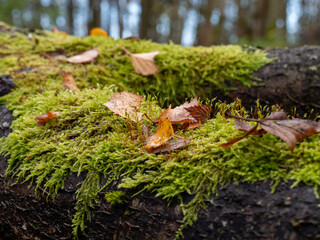 moss on tree