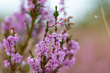 Nahaufnahme von blühenden Heideknospen im Spätsommer