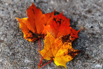Yellow and red maple leaves on gray stone surface