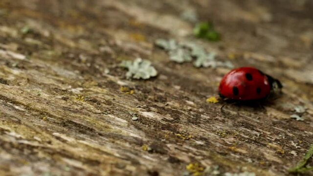 ladybug , a bright red beetle with black dots moves on a wooden board