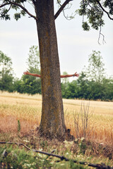 Woman embracing and hugging tree in nature.