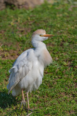 Western Cattle Egret (Bubulcus ibis) perched on grass