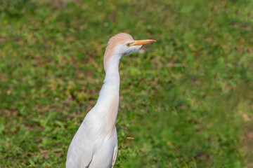 Fototapeta premium Western Cattle Egret (Bubulcus ibis) perched on grass