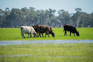 Beef cows and calves grazing on grass in Australia. eating hay and silage. breeds include specked...