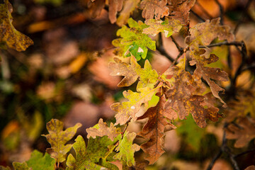 shiny autumn wild leaves. High quality photo