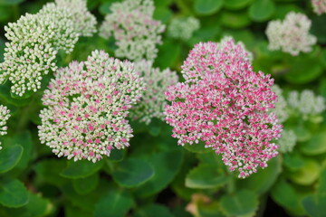 pink Pracht-Fetthenne, Prächtige Fetthenne (Sedum spectabile, Hylotelephium spectabile)