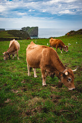 tres vacas pastando en un prado con el mar detrás