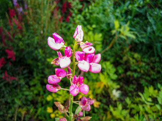 pink flowers in the garden