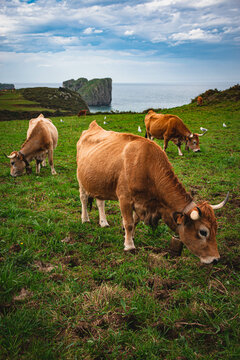 tres vacas pastando en un prado con el mar detr&aacute;s