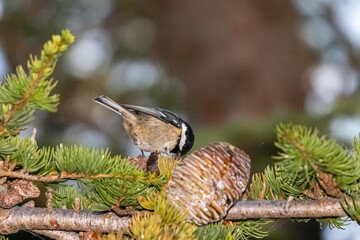 Coal Tit perched on a tree branch