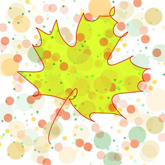 leaf maple
