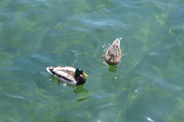 duck swimming in the water