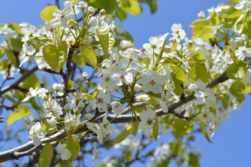 tree flowers