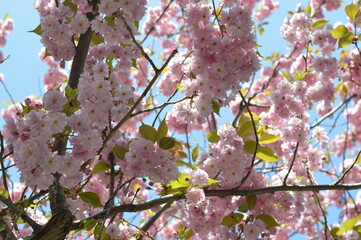 blossom in spring