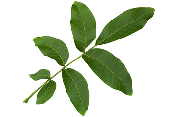 Fototapeta na wymiar Walnut tree leaf closeup