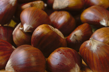 edible chestnuts kasztany jadalne