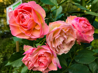 flowers in the autumn park. autumn in siberia. Novosibirsk flowers.